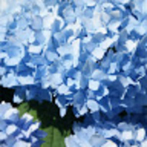 Meet your Posher, Shan